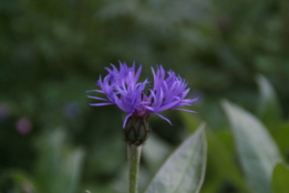 Centaurea montanaBergcentaurie bestellen